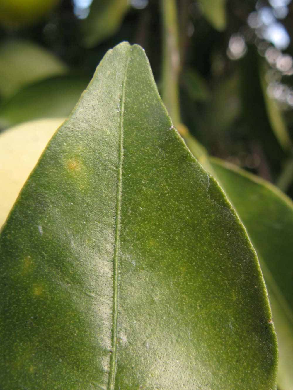              Margin (Winter Haven, FL)       